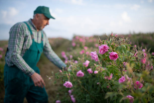 istock Farmer harvesting rosa damascena 1322525861