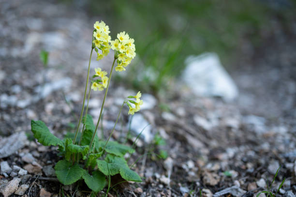 Cowslip (Primula veris) in bloom in spring.