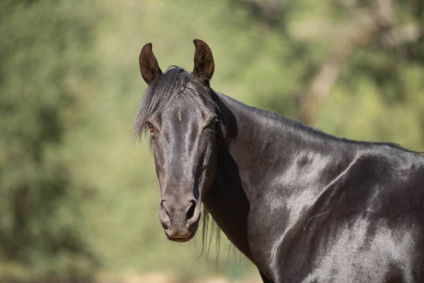 istock Equine Photography 06 June 2021 1322527079