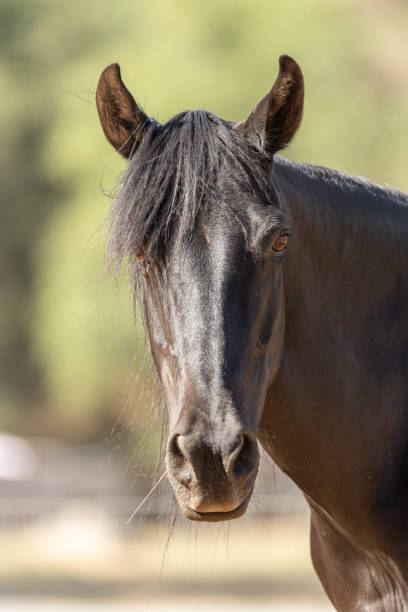istock Equine Photography 06 June 2021 1322527080