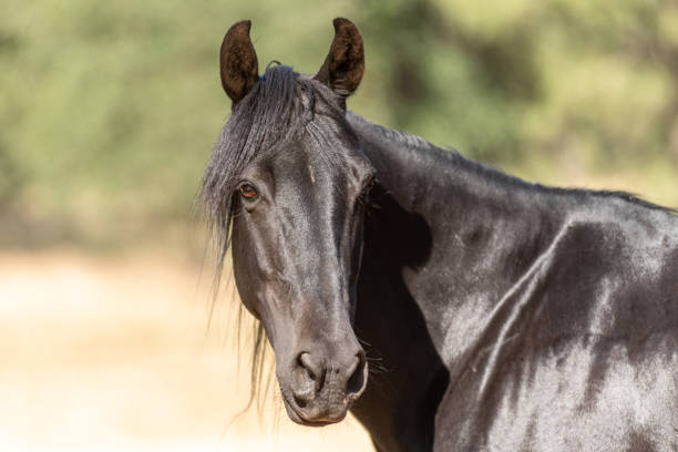 istock Equine Photography 06 June 2021 1322527093
