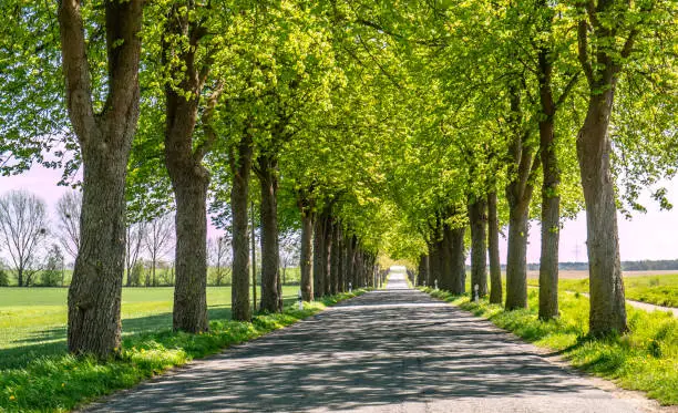 Panorama tree avenue in spring on the Mecklenburg Lake District