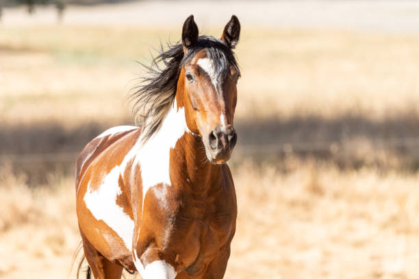 istock Equine Photography 06 June 2021 1322527113