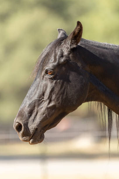 istock Equine Photography 06 June 2021 1322527117