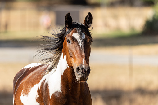 Equine photography in Northern California.