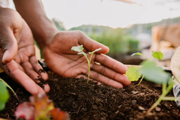 manos sosteniendo la planta sobre la tierra del suelo, sostenibilidad. - farm worker fotografías e imágenes de stock