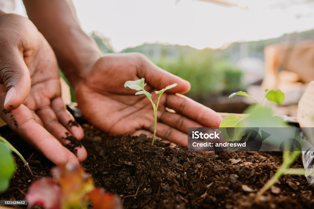 Hands holding plant over soil land, sustainability. Planting Stock Photo