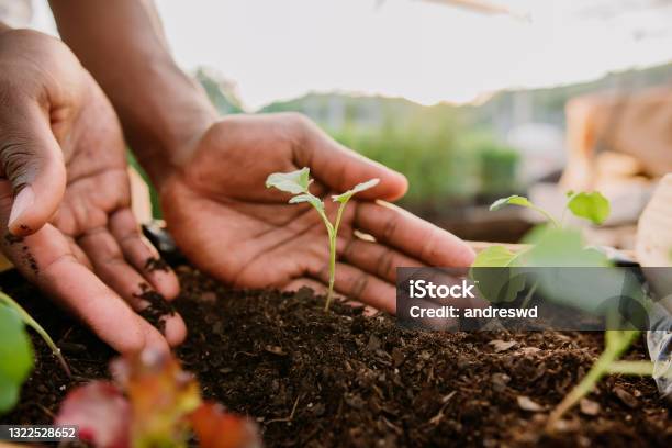 Hands Holding Plant Over Soil Land Sustainability Stock Photo - Download Image Now