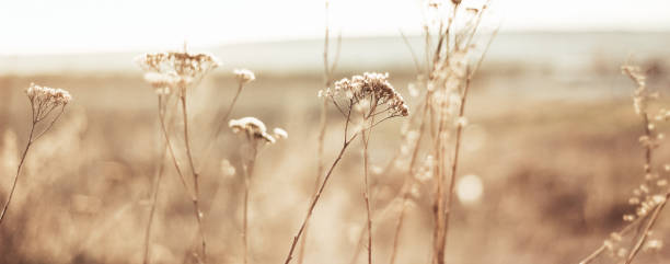 defocused wabi sabi background - soft focus imagens e fotografias de stock