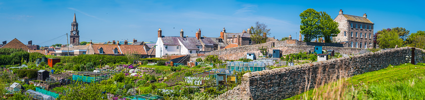 Verdant vegetable gardens in urban allotments overlooked by the houses of Berwick-upon-Tweed, Northumberland, UK.