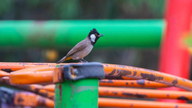 istock White-eared Bulbul on orange iron in daylight 1322531655