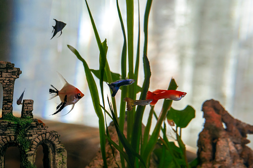 Life of little tropical fishes in home aquarium.