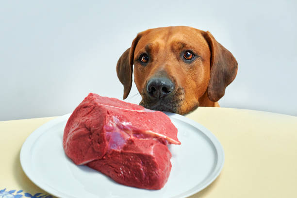 Dog peeking out from under the table for raw meat. Dog begging for food. stock photo