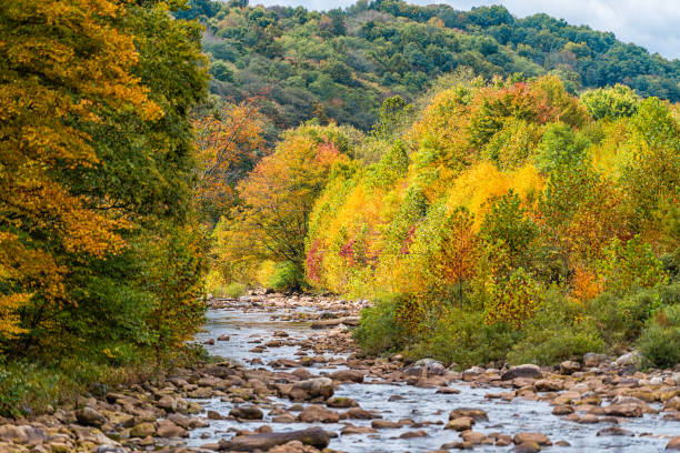 rivière red creek près de dolly sods, virginie-occidentale avec un feuillage coloré d’oranger jaune d’automne dans les appalaches de la vallée de canaan - rapid appalachian mountains autumn water photos et images de collection