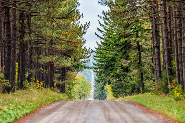 Photo of Pov car point of view of road through spruce pine tree forest lining in symmetry in Dolly Sods, West Virginia in autumn fall