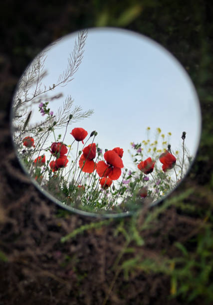 istock Abstract Mirror Which Reflects Poppy Flowers and Sky 1322533354
