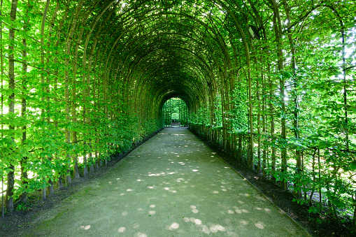 Living walkway with fresh green foliage