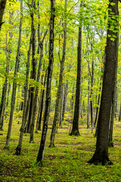 dolly sods, vista vertical da virgínia ocidental da floresta de árvores verdes de outono com padrão de troncos com folhagens coloridas em florestas e ninguém em paisagem pacífica - vertical forest national forest woods - fotografias e filmes do acervo