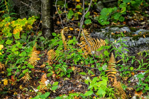 Photo of Dolly Sods in Monongahela National Forest with colorful yellow brown and green foliage on fern plants in autumn fall season in West Virginia forest floor closeup