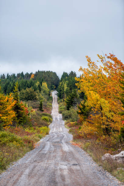 folhagem laranja amarela colorida no outono em dolly sods, virgínia ocidental no parque florestal nacional com vista vertical do caminho da estrada de terra ponto de vista direto da condução - vertical forest national forest woods - fotografias e filmes do acervo