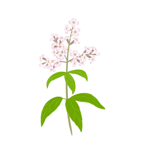 illustrazioni stock, clip art, cartoni animati e icone di tendenza di fiore di verbena al limone isolato su sfondo bianco. illustrazione vettoriale di una pianta profumata in stile piatto cartone animato. - cedrine