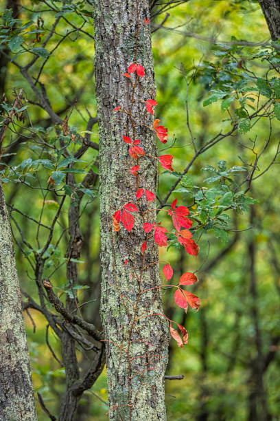 folhagens vermelhas coloridas vista vertical de madeira de madeira virginia creeper em árvore na floresta de outono outono em dolly sods na virgínia ocidental no parque florestal nacional com folhas de videira - vertical forest national forest woods - fotografias e filmes do acervo