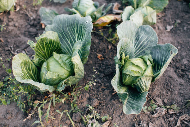 istock Green cabbage growing in the garden 1322535421