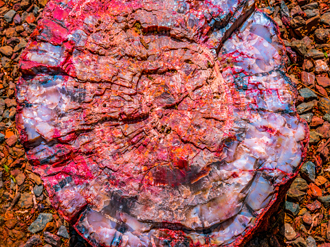 Red Blue Orange Petrified Wood Log Abstract Visitor Center Petrified Forest National Park Arizona