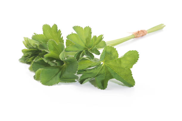 istock Lady's Mantle leaves isolated on white background. Herbal tea. (Alchemilla mollis) 1322536129