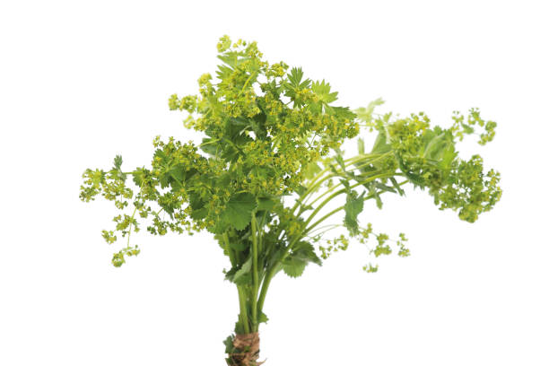istock Lady's Mantle leaves isolated on white background. Herbal tea. (Alchemilla mollis) 1322536131