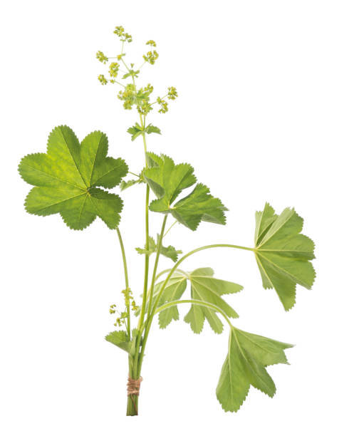 istock Lady's Mantle leaves isolated on white background. Herbal tea. (Alchemilla mollis) 1322536132