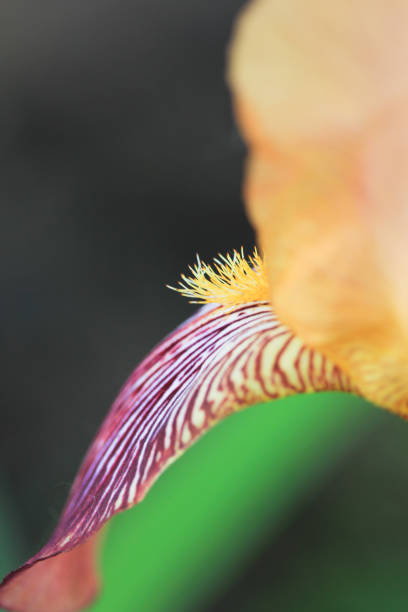 istock beautiful iris flower close-up on a background of greenery 1322536912