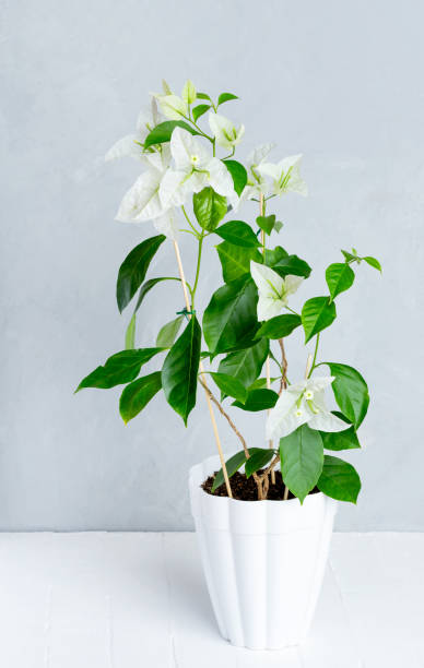 istock White bougainvillea in a pot on a gray background. 1322537601