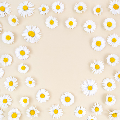Chamomile flowers on a beige background with round copy space in the middle.