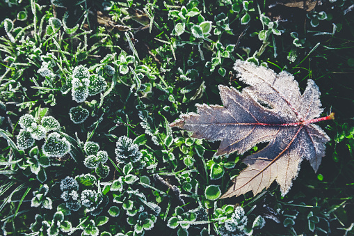 Horizontal color photography of a single frozen leaf on a wild green grass of a meadow in the early morning in autumn season.