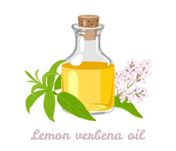 illustrazioni stock, clip art, cartoni animati e icone di tendenza di olio essenziale di verbena al limone in bottiglia di vetro, pianta con foglie verdi e fiori isolati su sfondo bianco. illustrazione vettoriale in stile piatto cartone animato. - cedrine