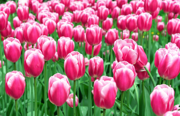 Pink tulips with white stripes in a flowerbed with multi-colored tulips.