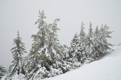 Lonely pine and juniper bushes in the Alps. Calm winter landscape with lots of powder snow.