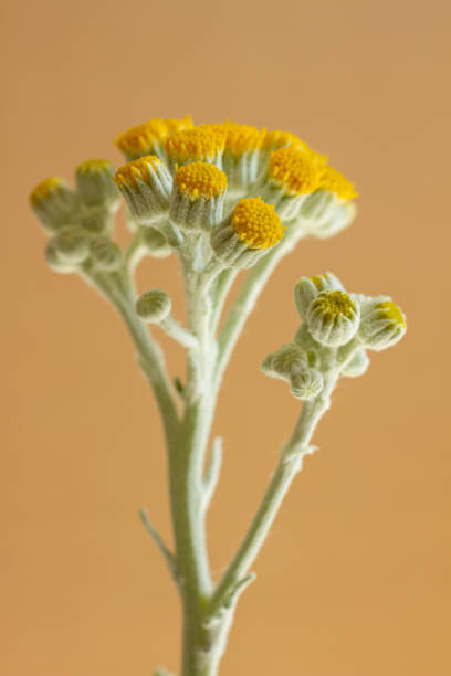 Silver ragwort blossoms Close-up shot of Silver Ragwort plant with blossoms, also known as Jacobea maritima, isolated on a black background. cineraria maritima stock pictures, royalty-free photos & images