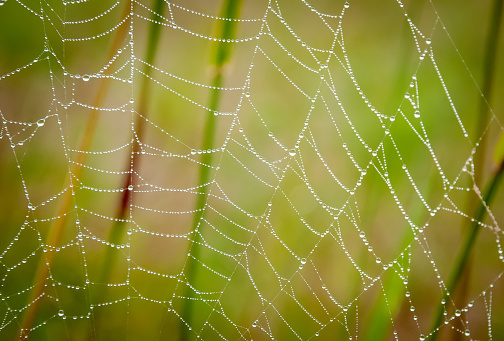 A line of  very small dew drops on a single web strand