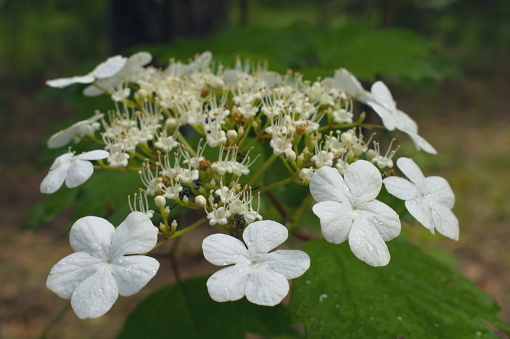 Viburnum inflorescence blooming in the forest with drops of rain.