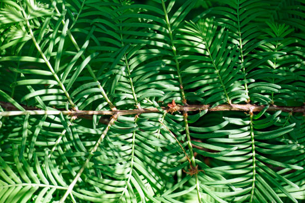 istock Coniferous plant leaf texture metasequoia 1322544690