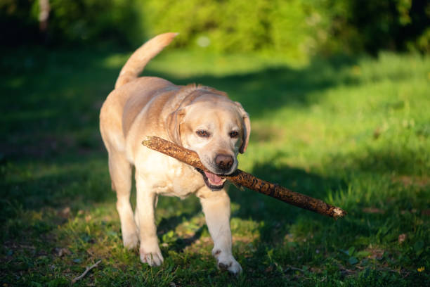 istock Beautiful white labrador runs with stick on grass 1322544743