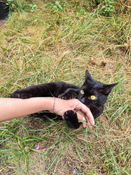 istock Hand woman Playing with black cat 1322545338