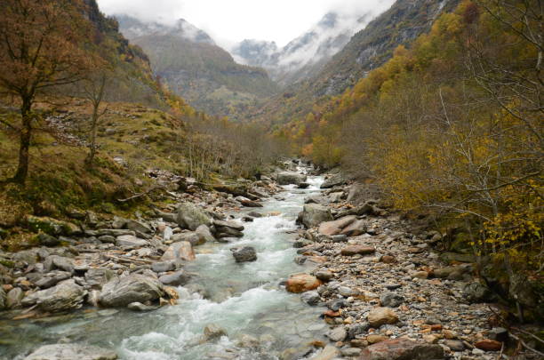 ticino valle maggia, maggiatalcon río entre árboles de colores y hojas, en tiempo nublado en el valle de los alpes suizos - riverbed switzerland valley stone fotografías e imágenes de stock