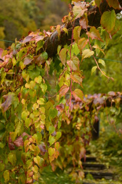 hojas de otoño coloridas, verdes, amarillas y rojas en ticino valle maggia, maggia, suiza, junto al camino de montaña. espacio de copia - riverbed switzerland valley stone fotografías e imágenes de stock