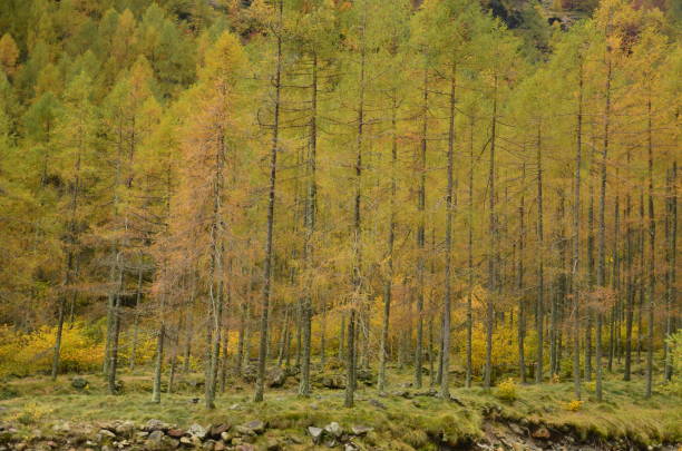 bosque vallemaggia, valle mágico o valle mágico, hermosos árboles, bosque, pino - riverbed switzerland valley stone fotografías e imágenes de stock