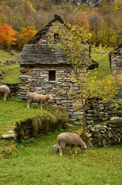 vieja manguera de piedra en el valle con ovejas frente a la casa en un paisaje verde, en el tesino valle maggia, maggia, suiza - riverbed switzerland valley stone fotografías e imágenes de stock