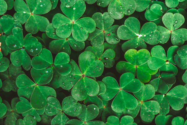 istock Clover in raindrops, natural green background 1322547611