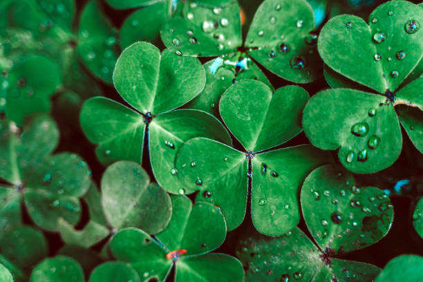 istock Clover in raindrops, natural green background 1322547628